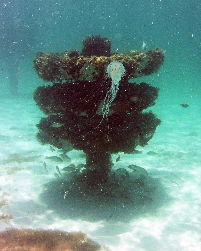 Jellyfish at Navarre Reef