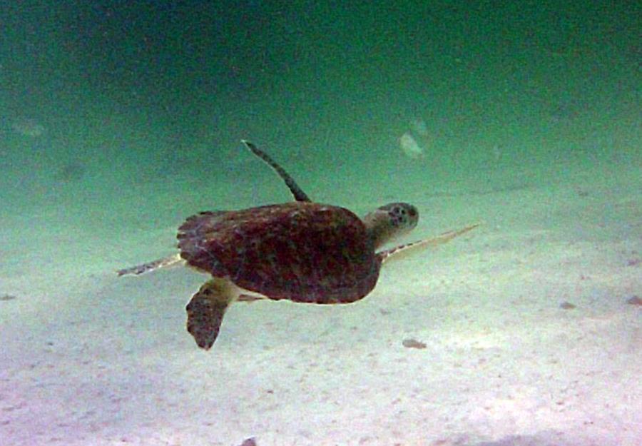 Turtle at Navarre Reef