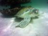 Green Turtle at Navarre Marine Sanctuary