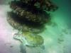 Green Turtle at Navarre Marine Sanctuary