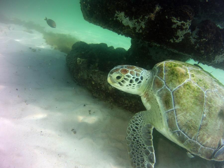 Green Turtle at Navarre Marine Sanctuary