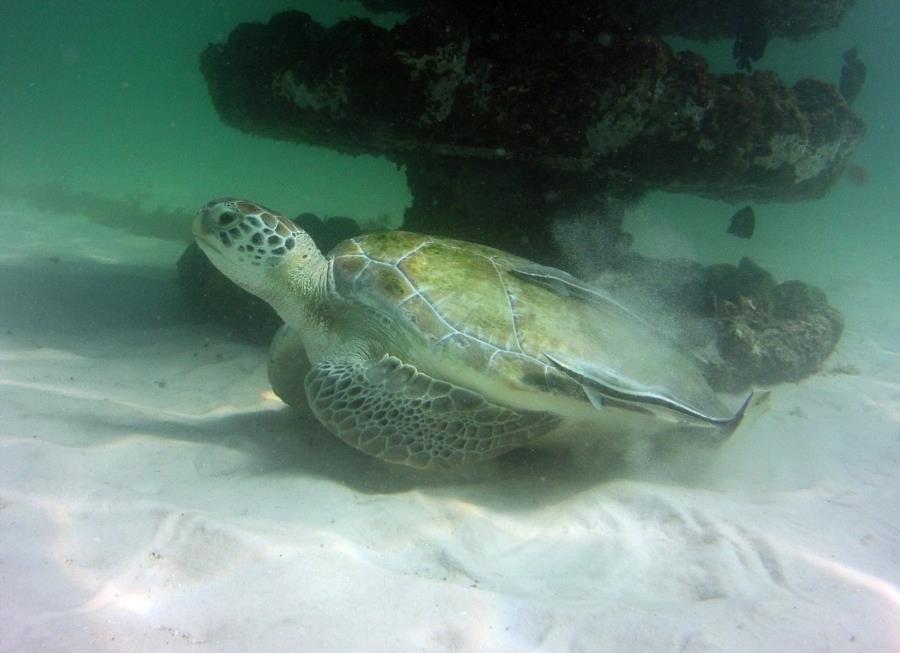 Green Turtle at Navarre Marine Sanctuary