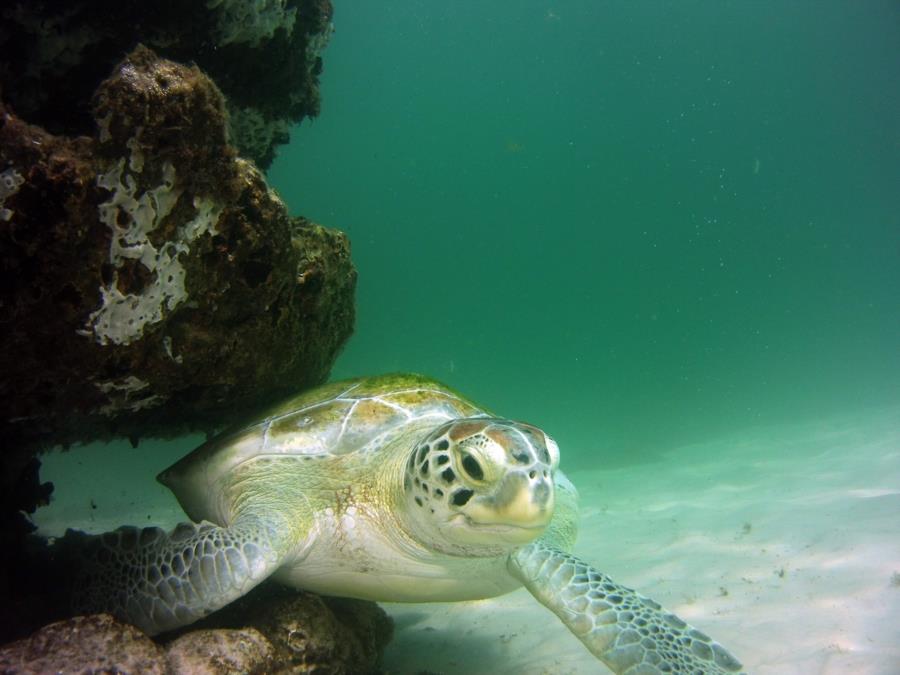 Green Turtle at Navarre Marine Sanctuary