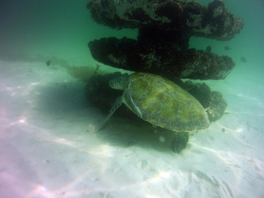 Green Turtle at Navarre Marine Sanctuary