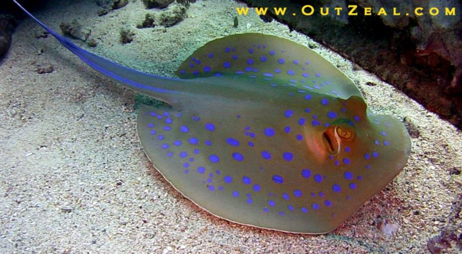 Blue Spotted Stingray