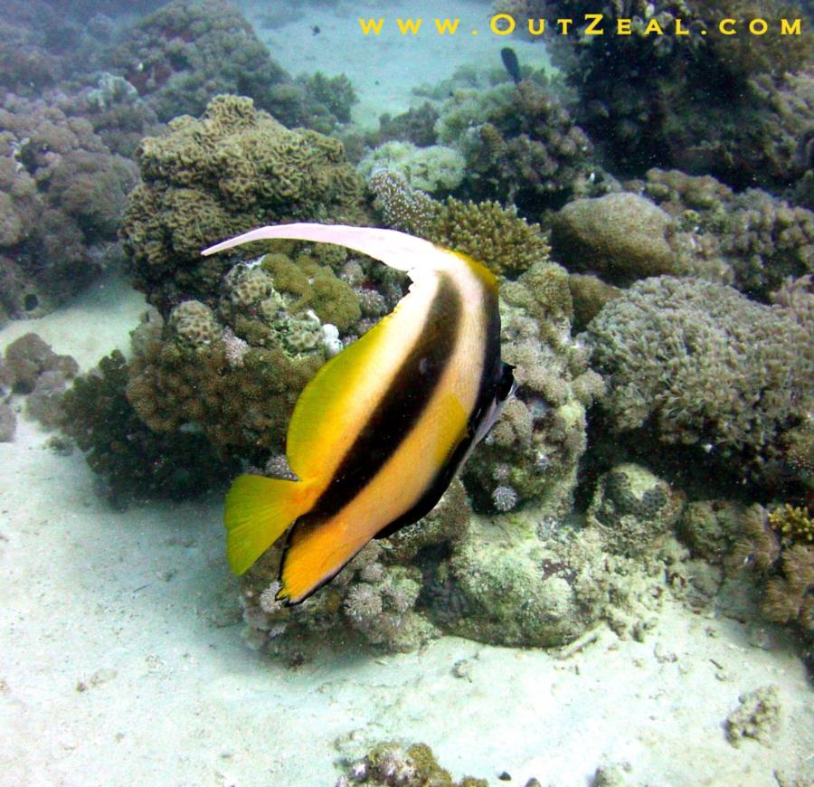 Pennant Fish