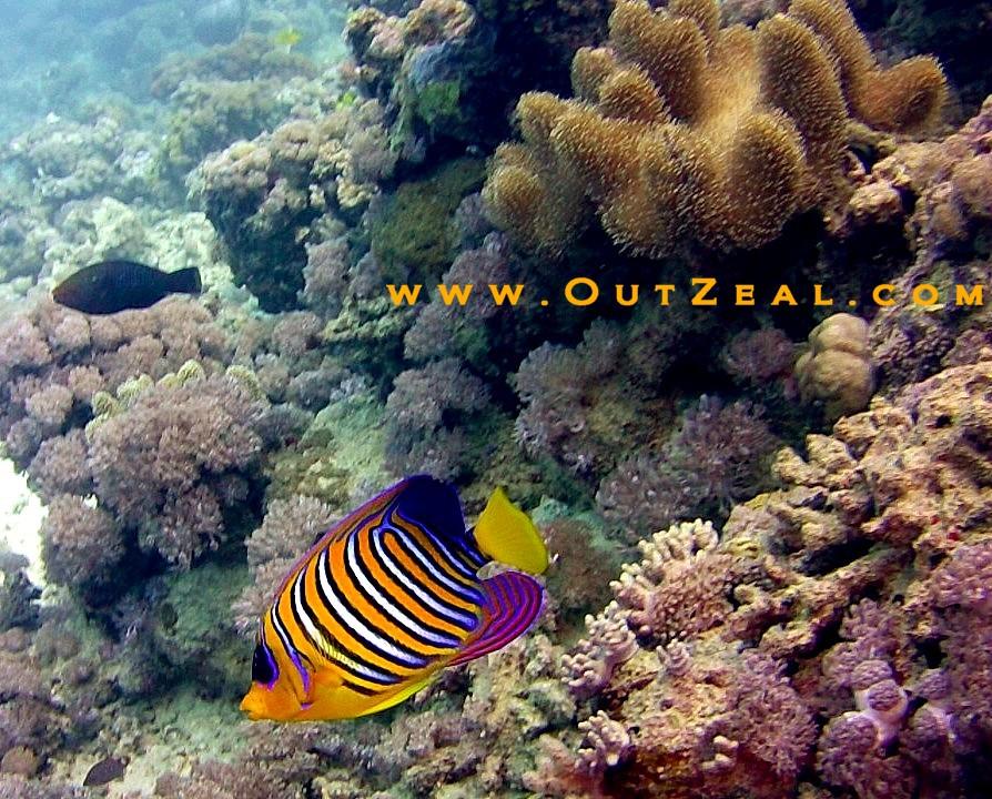 Royal Angelfish