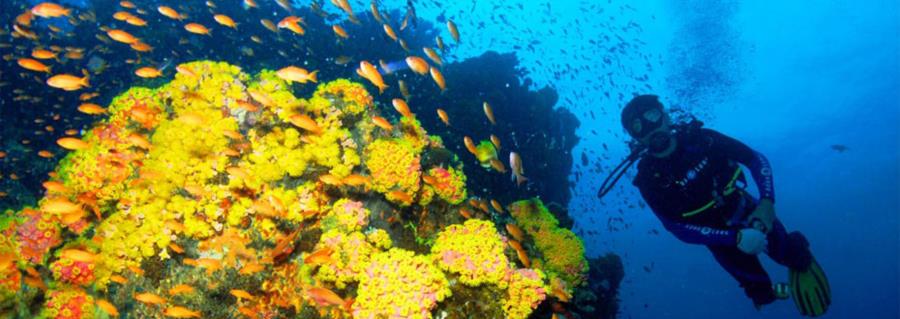 Puerto Galera Coral Reef