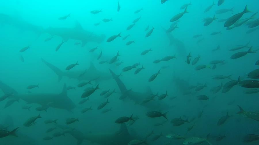 Galapagos hammerheads