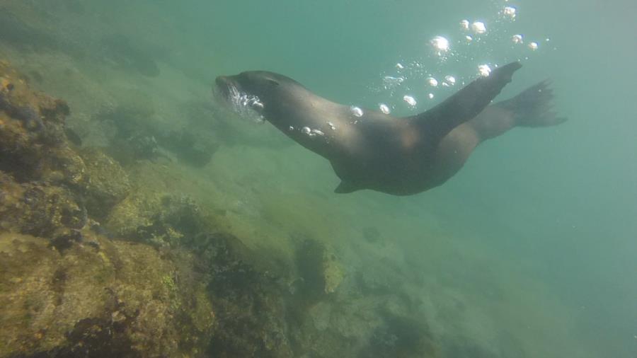 Galapagos sea lion