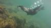 Galapagos sea lion