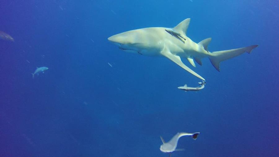 Lemon shark off Jupiter FL.