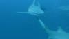 Shark dive Jupiter FL