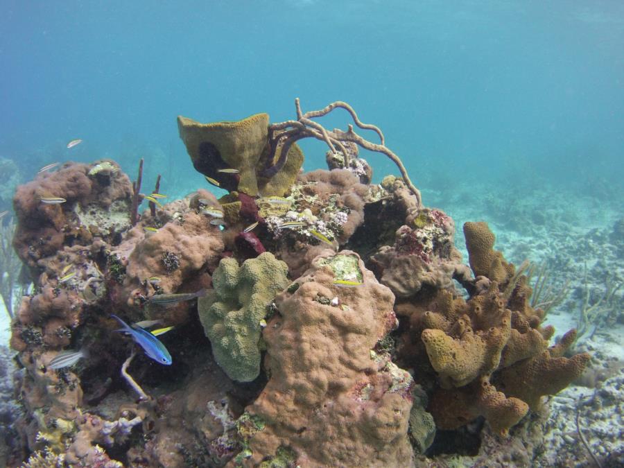 Nice Shallow Reef