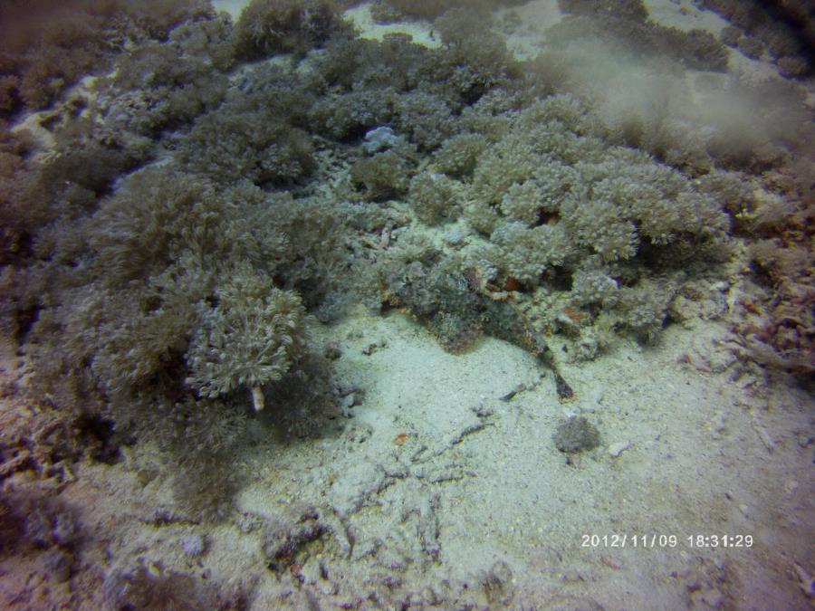 Scorpion fish