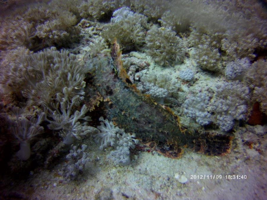 Scorpion fish(3)