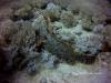 Scorpion fish(3)