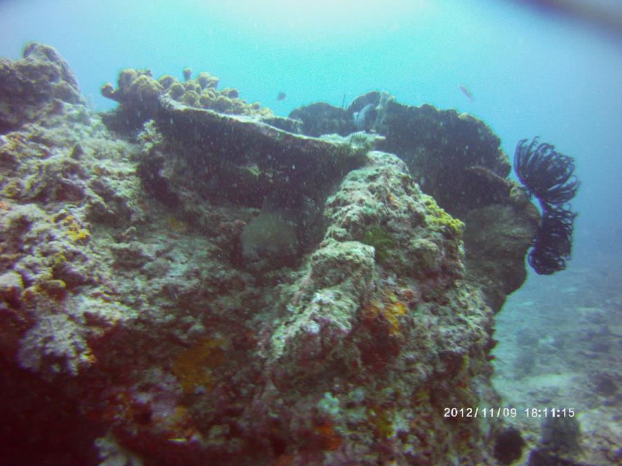 Giant Moray