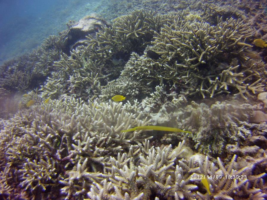 Yellow Pipefish