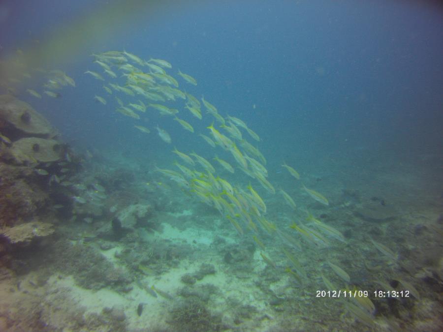 School of Yellow fish