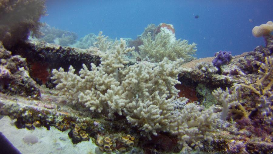 Bounty Wreck - Gili Meno