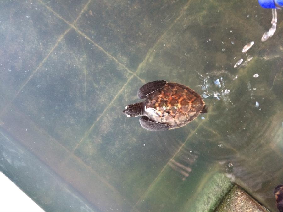 Baby Hawksbill sea turtle