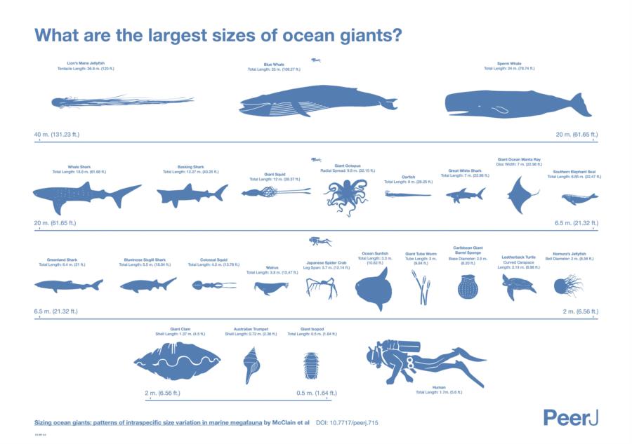 Nice infographic of the ocean’s largest creatures