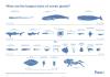 Nice infographic of the ocean’s largest creatures