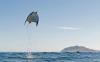 Flying Mobula ray