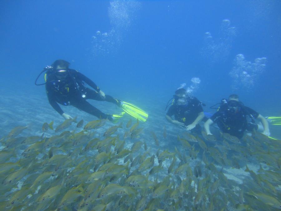 Tenerife diving
