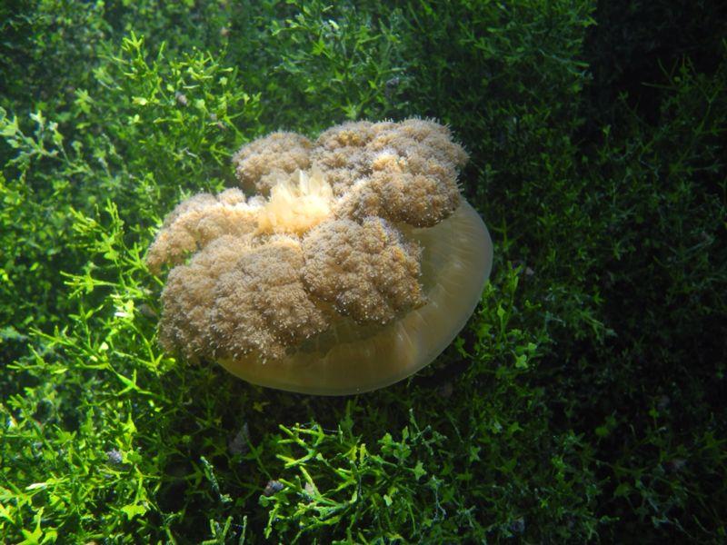 stingless jellyfish