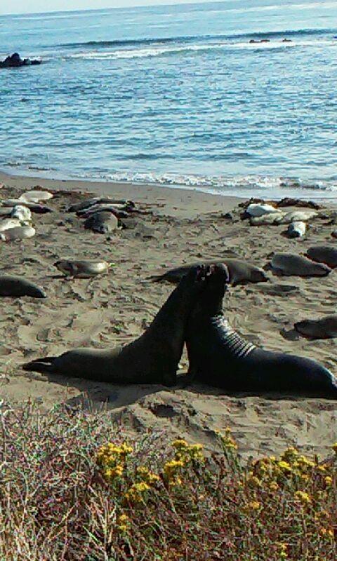 Elephant seals at California.