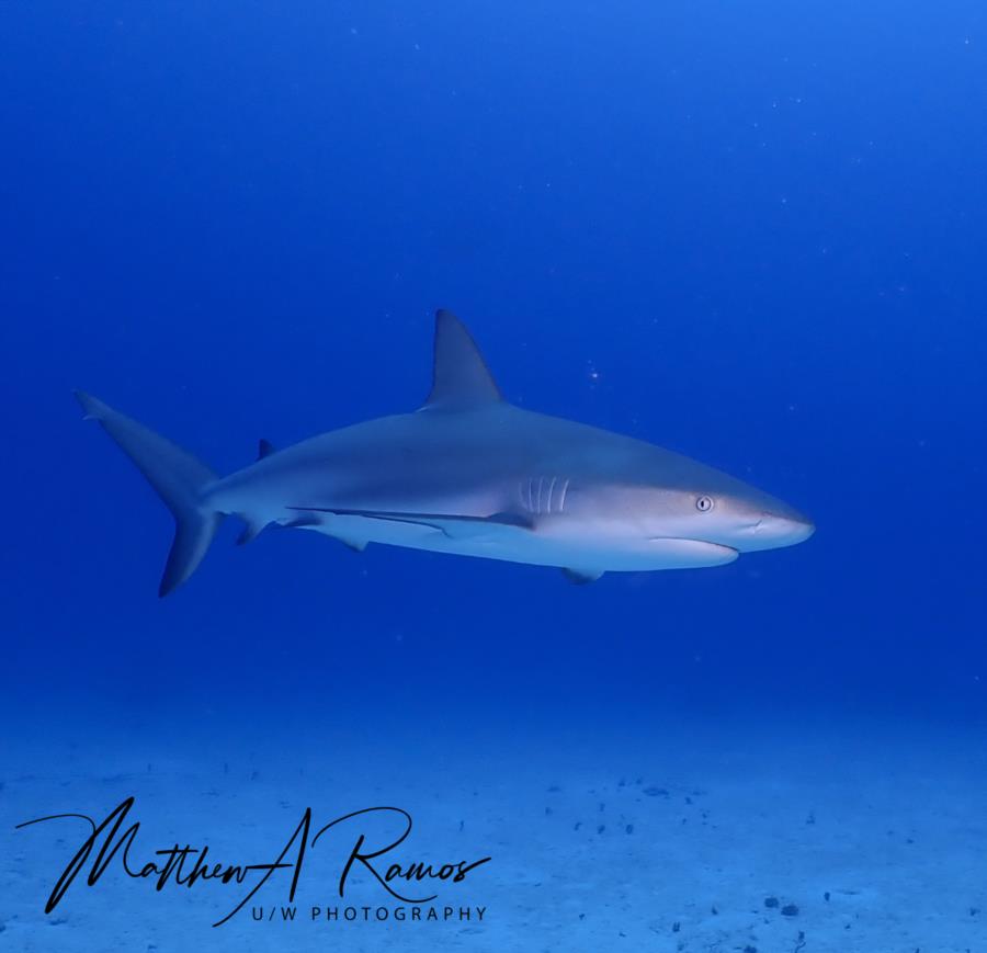 Reef shark