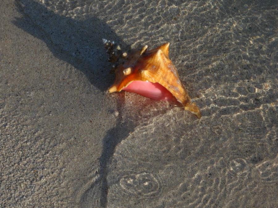 Grand Bahama 6/14 Conch