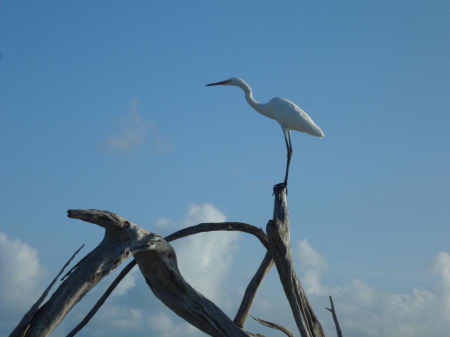 Grand Bahama 6/14 Egret