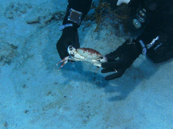 Mr. Crabs @ Desecheo Island, PR