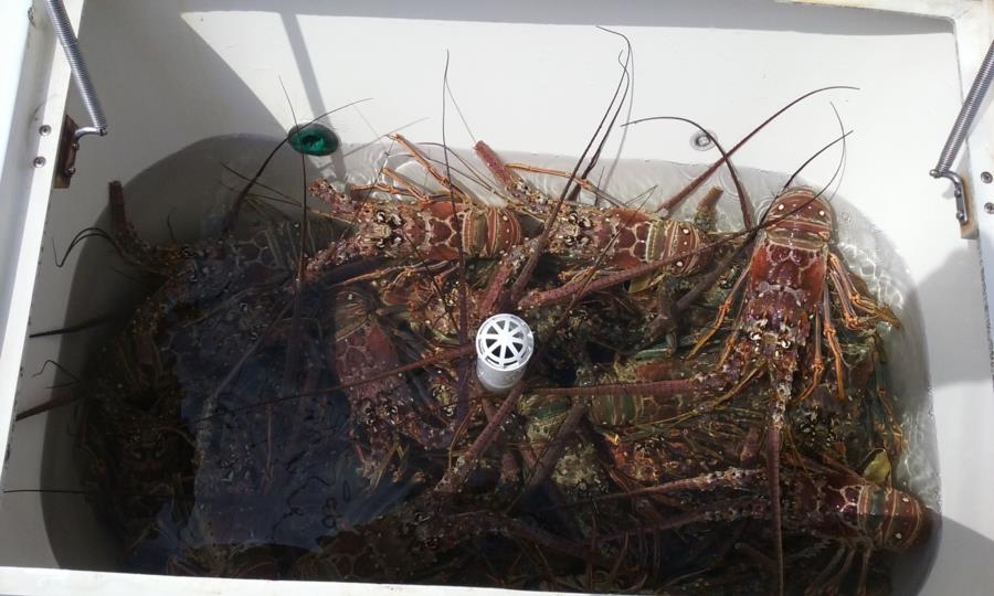 2nd Day 2018 FL Lobster Mini-Season Catch