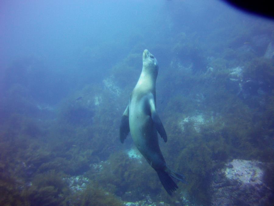 sea lion