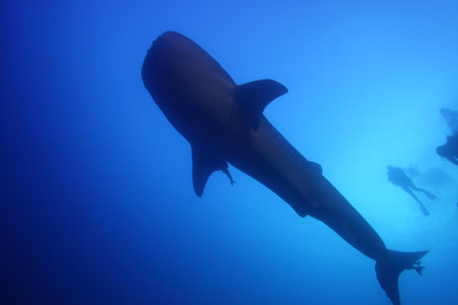 tiny little whale shark