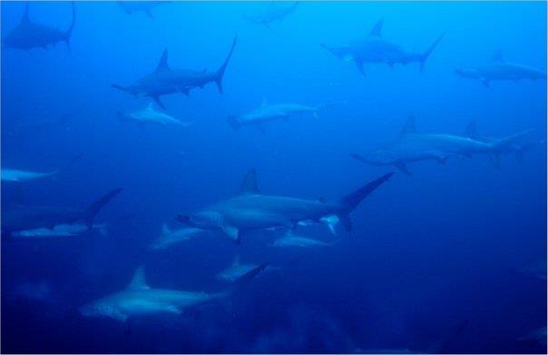 Rare to see a large group shallow, we were at 140 Socorro