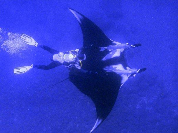 This idiot was holding on to the Remoras that were attached to the Manta