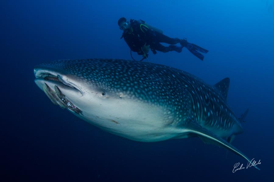 Whale Shark in Cocos