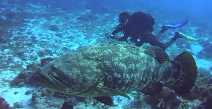 Jew Fish Off Cozumel