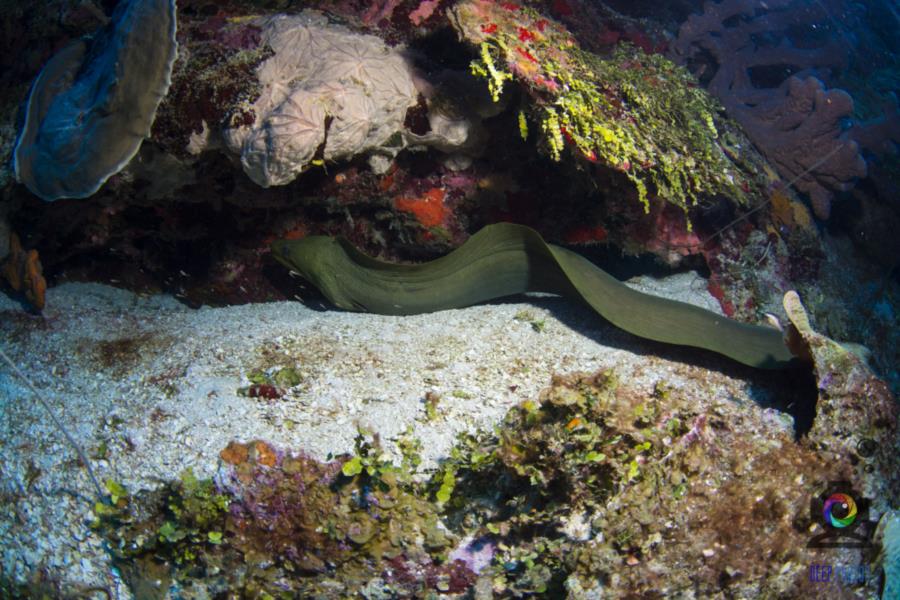 Roatan Eel