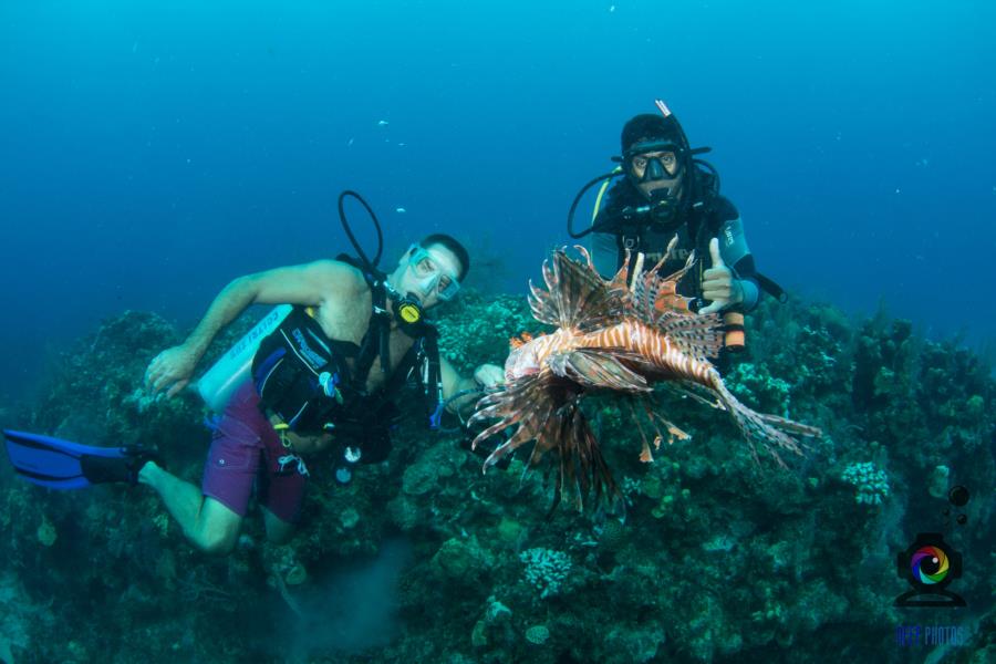 Lionfish