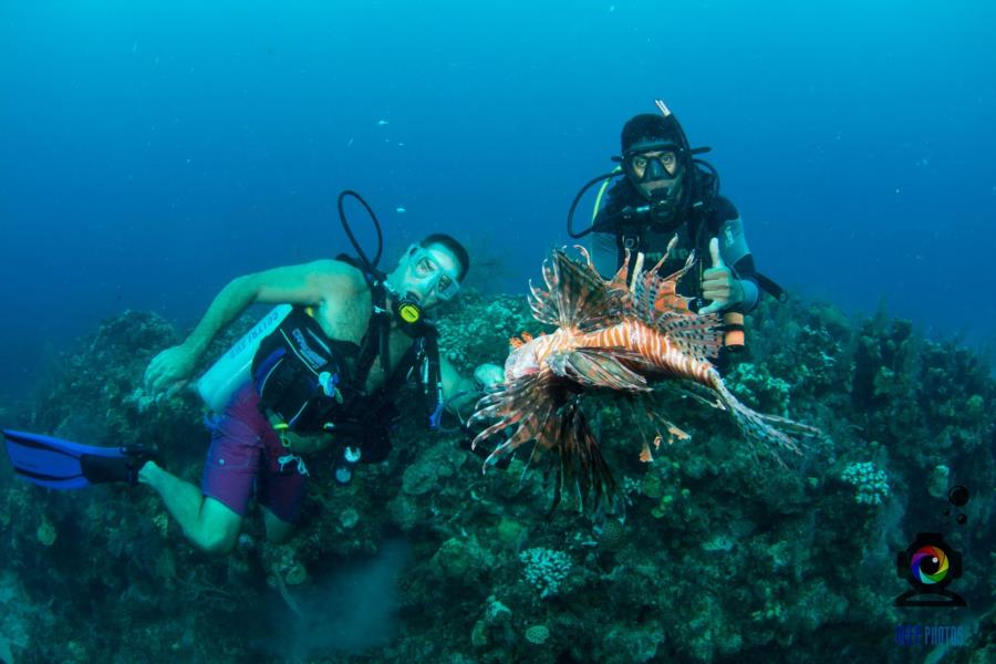 Hunting Lionfish