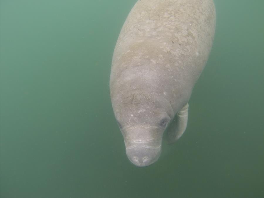 Manatee