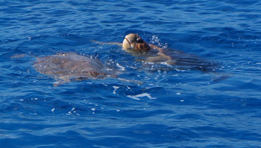 Loggerheads Mating