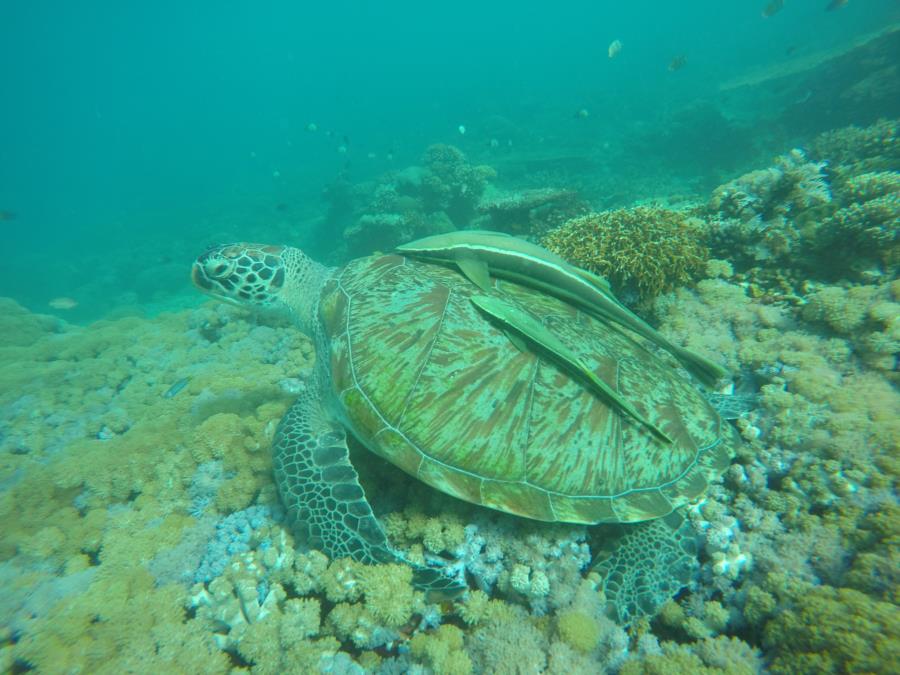 Turtle with sucker fish