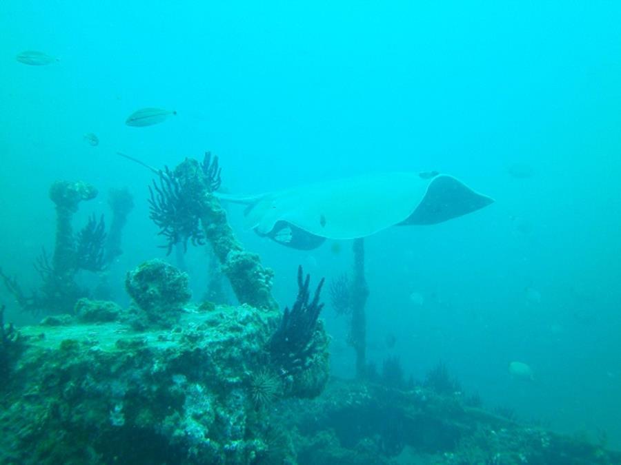 Stingray on Hyde wreck